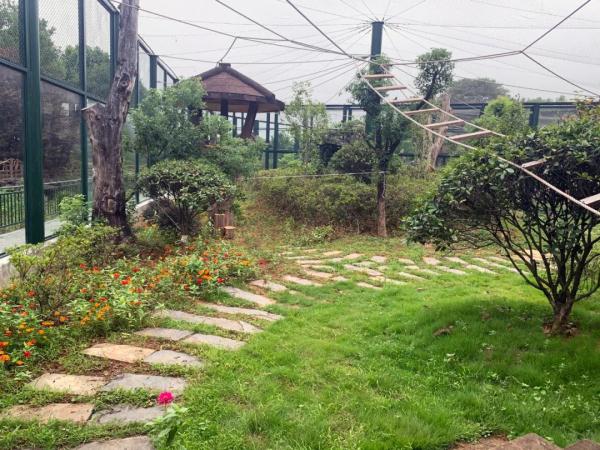 Changsha has added a national treasure animal, and two Sichuan golden monkeys have moved into Changsha Ecological Zoo.