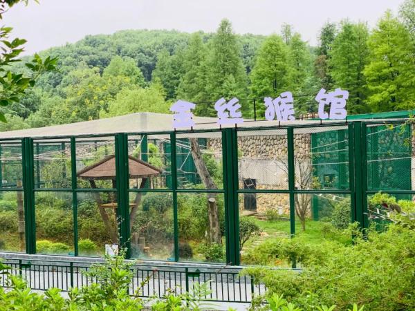 Changsha has added a national treasure animal, and two Sichuan golden monkeys have moved into Changsha Ecological Zoo.