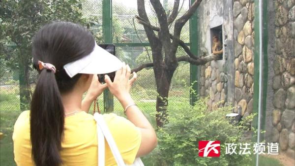 Changsha has added a national treasure animal, and two Sichuan golden monkeys have moved into Changsha Ecological Zoo.