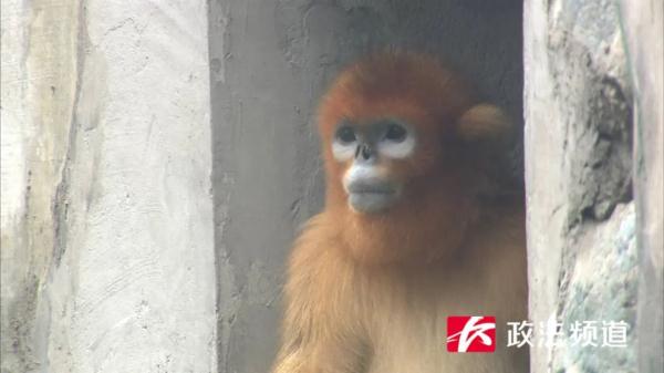 Changsha has added a national treasure animal, and two Sichuan golden monkeys have moved into Changsha Ecological Zoo.