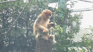 Changsha has added a national treasure animal, and two Sichuan golden monkeys have moved into Changsha Ecological Zoo.