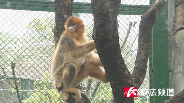 Changsha has added a national treasure animal, and two Sichuan golden monkeys have moved into Changsha Ecological Zoo.