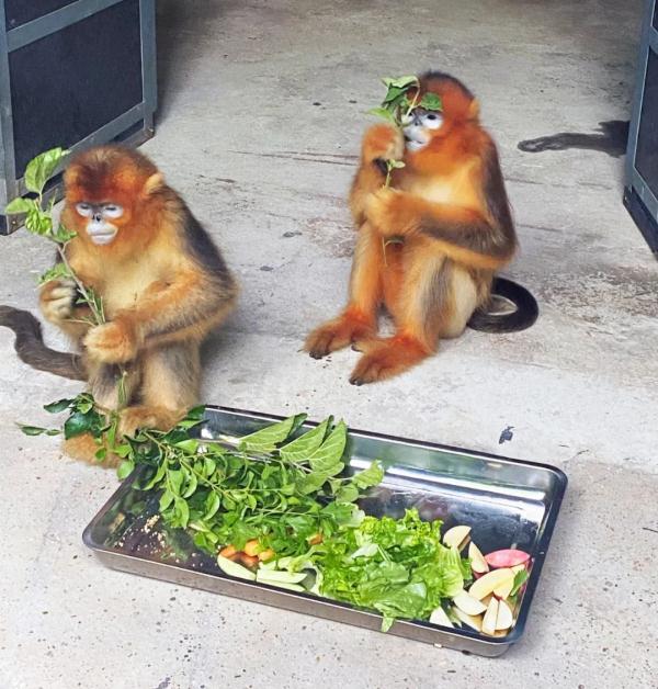 Changsha has added a national treasure animal, and two Sichuan golden monkeys have moved into Changsha Ecological Zoo.